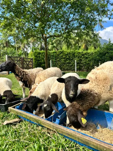 Vendo lote de ovinos Dorper 