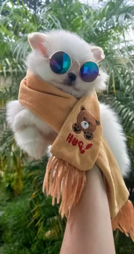  Filhotes de Spitz Alemão à venda! <br>hote da Spitz alemão