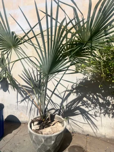 Palmeira em vaso - Linda e exuberante!