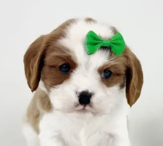 Cavalier King Charles Spaniel: equilíbrio perfeito entre beleza e afeto