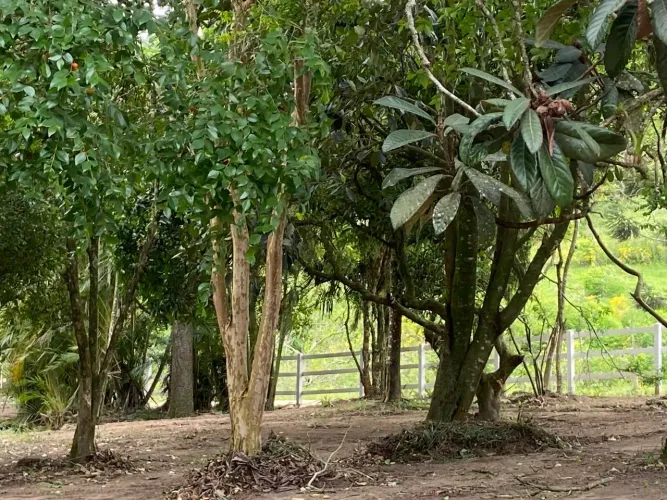 Sitio sem vizinhos é ótima localização 