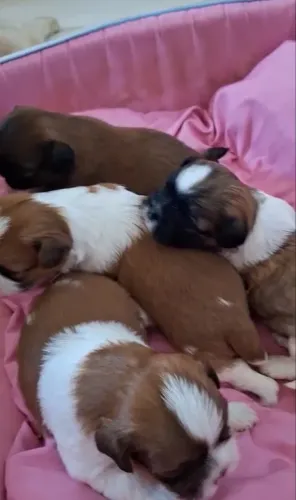 Shih Tzu filhote R$ 1.700,00 cada 