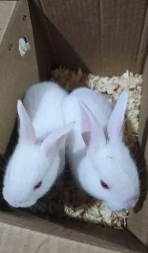 Coelhos 1 mês