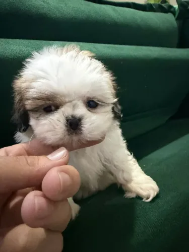 Filhotes de Shih tzu macho 