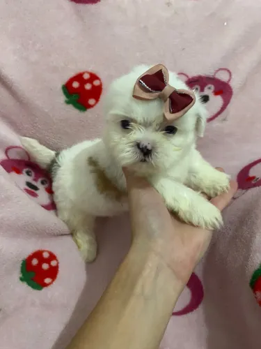 Shih-tzu com 68 dias vacinado é vermifugado