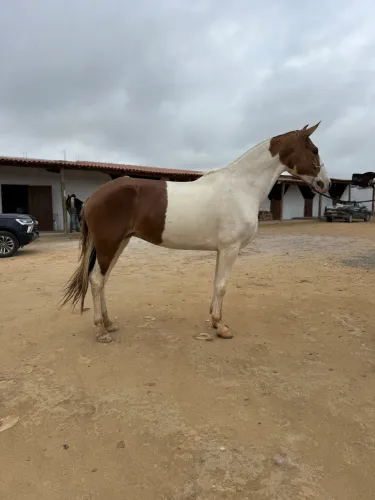 Égua campolina