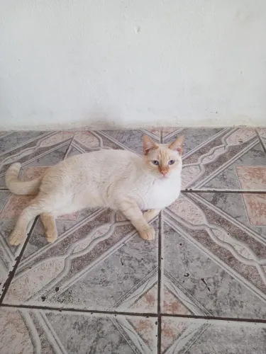Gato macho tem 11 mês