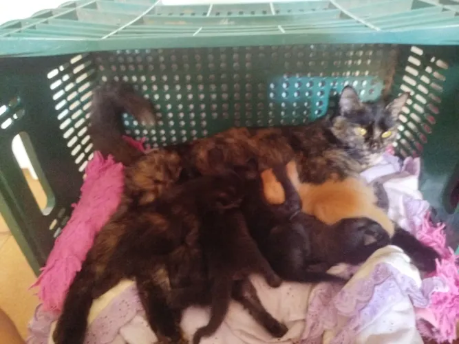 Doação de gatinhos não faço entrega