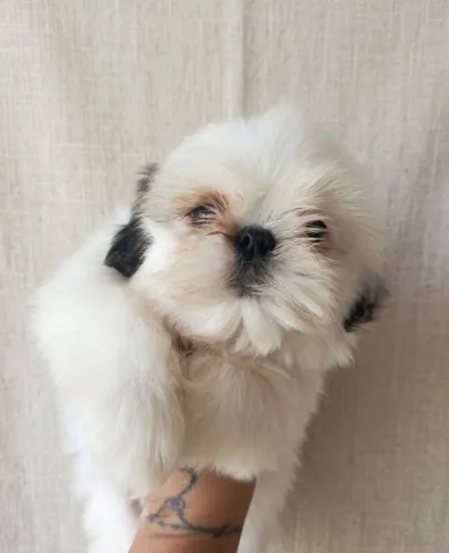 Fêmea de Shih Tzu 