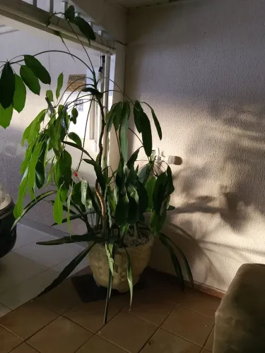 Planta Grande Decorativa com Vaso - Linda para Ambientes Internos ?