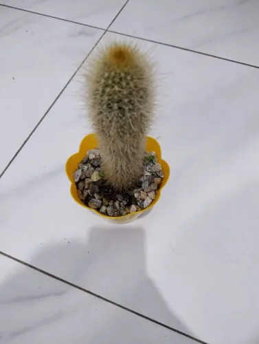 CACTO 