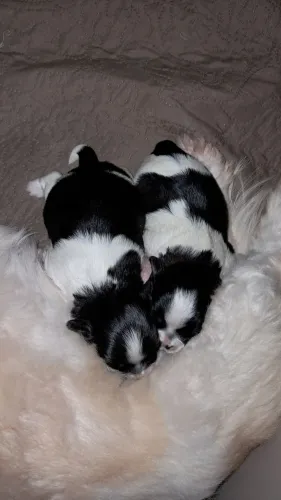 Shih tzu Puro Mini Macho