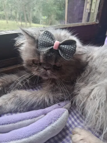 Maravilhosa feminha toda cinza.