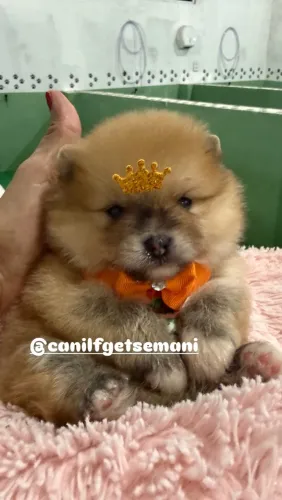 Lulu ursinhos ( Spitz Alemão anão)
