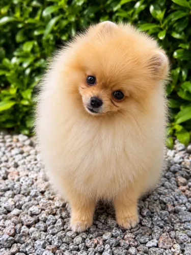 Lulu da Pomerânia (Spitz Alemão Anão) - Filhotes com Pedigree