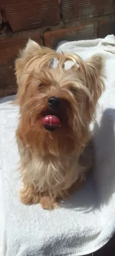 Cachorro