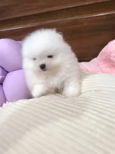 Lulu da Pomerânia ursinho