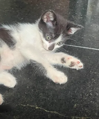 Doação de gatos