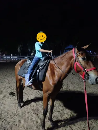 Cavalo marcha picada