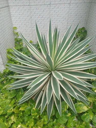 Planta/ Piteira do Caribe 