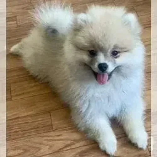 Spitz Alemão,Spitz Alemão Filhote Disponível Entrega Facilitada