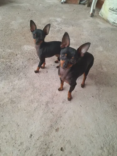 Animais de estimação