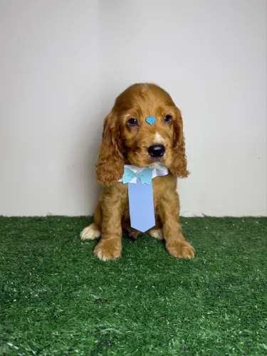 cocker spaniel inglês