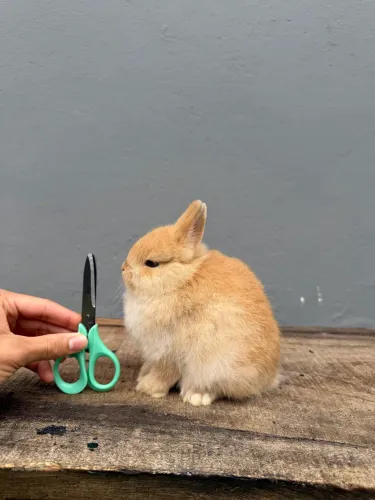 Coelho anão de netherland dwarf