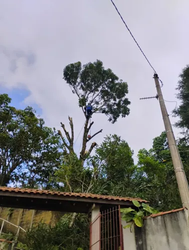 Poda de árvores abate e supressão jeremias poda zap *