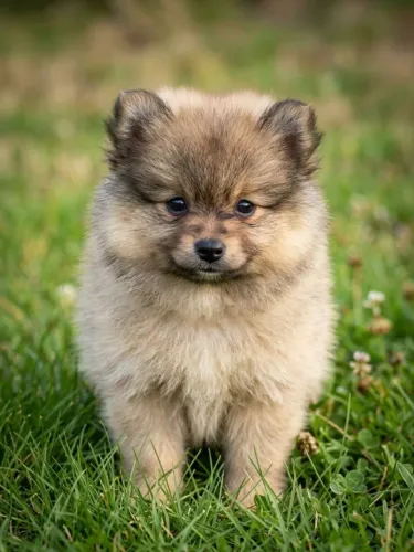 Spitz Alemão