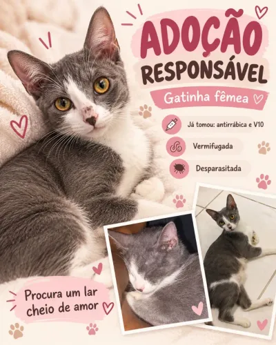 Doação gatinha fêmea 