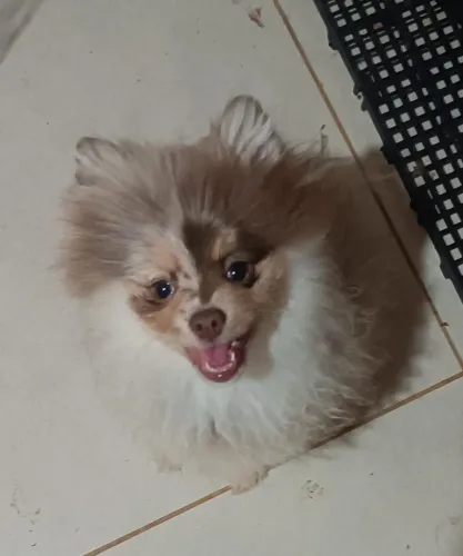 Lulu da Pomerânia chocomerle macho