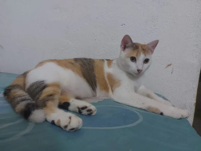 Gatos para doação