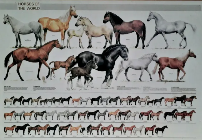 Quadro Pôster Emoldurado Cavalos Do Mundo
