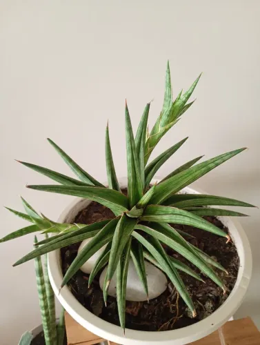Espada ( sansevieria rara ) 25 reais 