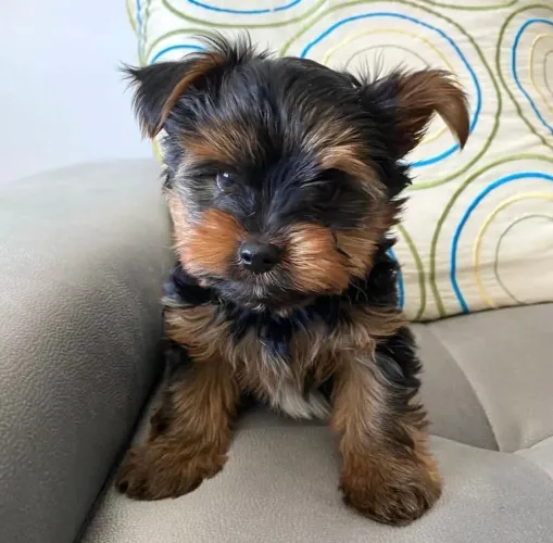 Yorkshire Doguinho disponível para começar uma nova história