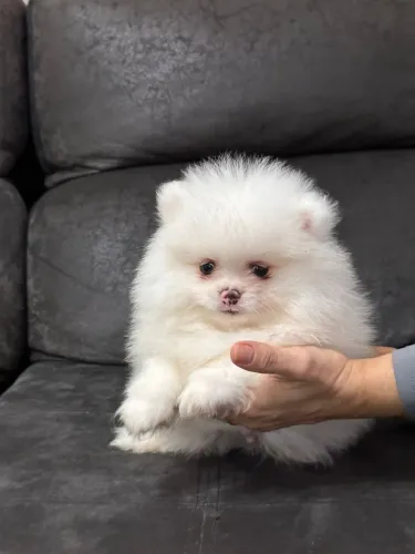 LULU DA POMERANIA ANÃO 