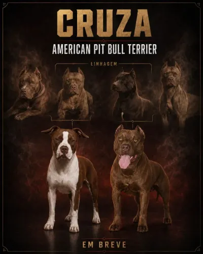 American Pit Bull terrier 
