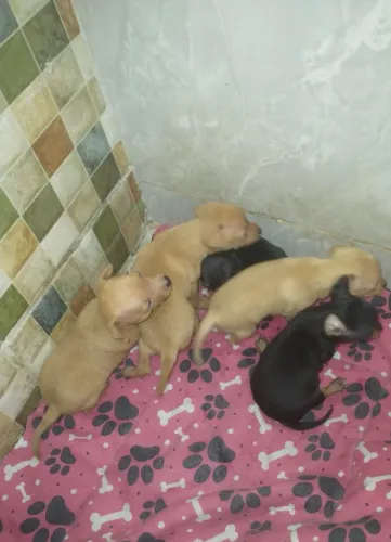 Cães da Raça pinscher