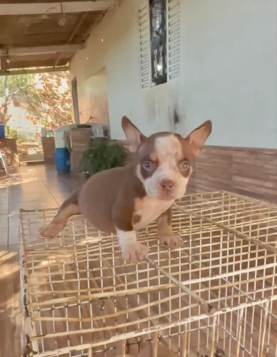 AMERICAN BULLY filhote FÊMEA EXÓTICA 