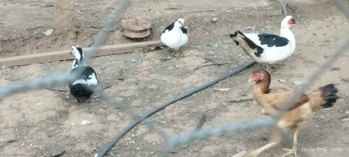 Vendo 3 patos , macho 1 e duas fêmeas 