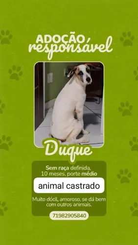 Adoção responsável