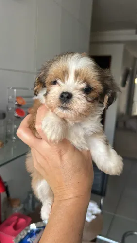 Filhotes lhasa apso