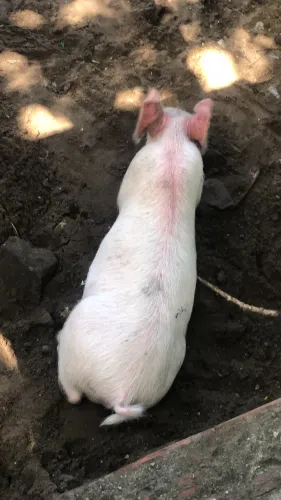 Porco bacuri com entorno de 80 dias