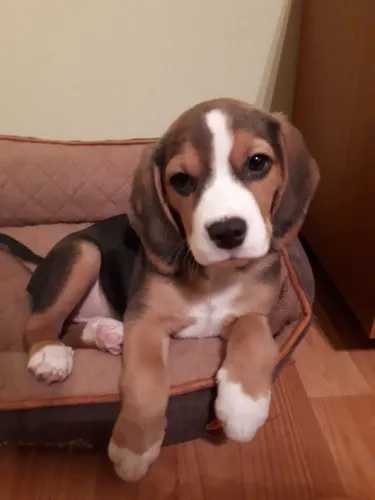 Beagle Transferência aberta: garanta seu campeão