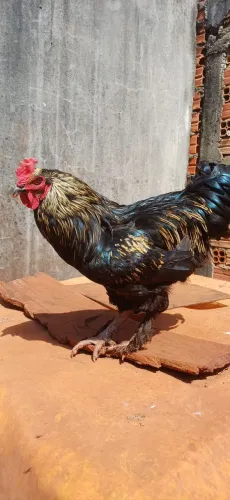 Galo Brahma mestiço preto azulado/dourado