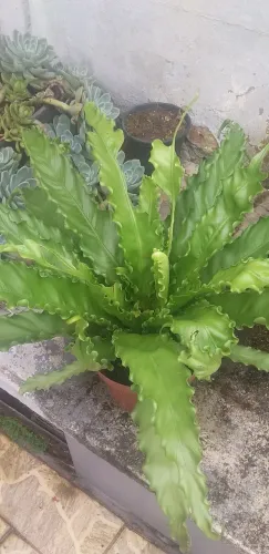 Asplenium (Asplenium nidus)