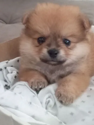 Vendo filhote de cachorro lulu da pamelania 2 meses ,vacinada com 2 doses