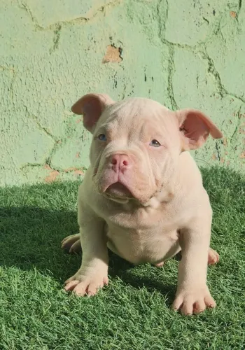 Filhotes de american bully com 2 meses 