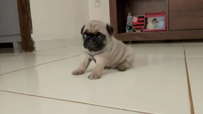 Pug disponível macho